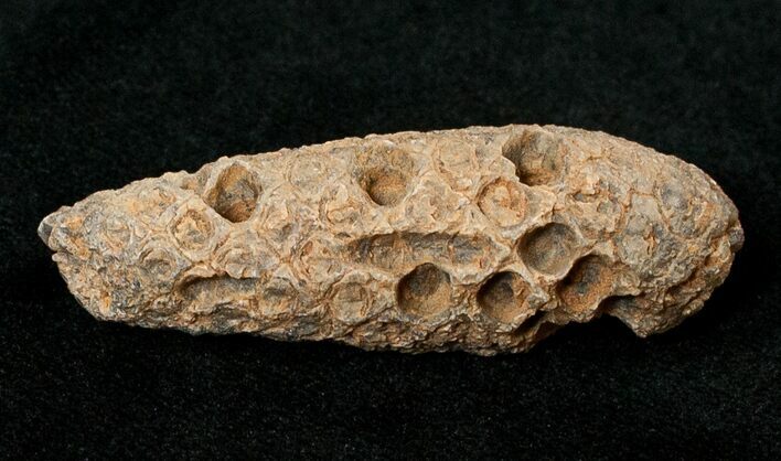 Agatized Fossil Pine (Seed) Cone From Morocco #17456
